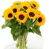 Санріч Саммер F1 provence насіння соняшника декоративного 130-180см (Takii Seeds)