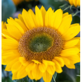 Премьер F1 gold семена подсолнуха декоративного 80-130см (Takii Seeds)