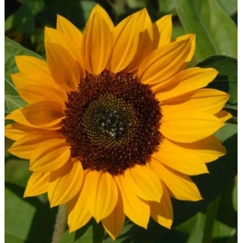 Премьер F1 orange семена подсолнуха декоративного 80-130см (Takii Seeds)