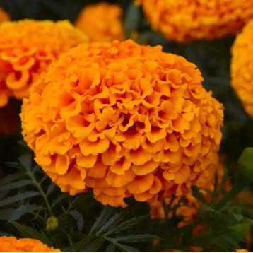 Перфекшен F1 оранжевые (orange) семена бархатцев махровых 35-40см (Syngenta)