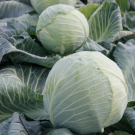 Тарас F1 насіння капусти б/г пізньої 130-145 дн. 2,5-4 кг (Lucky Seed)