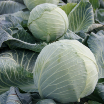 Тарас F1 насіння капусти б/г пізньої 130-145 дн. 2,5-4 кг (Lucky Seed)