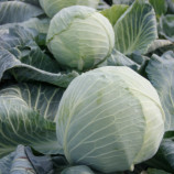 Тарас F1 насіння капусти б/г пізньої 130-145 дн. 2,5-4 кг (Lucky Seed)