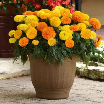 Перфекшен F1 суміш (mix) насіння чорнобривців махрових 35-40см (Syngenta)