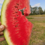 Кавун ІНХ 1805 F1