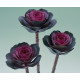Крейн F1 rose семена капусты декоративной (Takii Seeds)