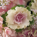 Крейн Раффл F1 bicolour насіння капусти декоративної 60-90см (Takii Seeds)