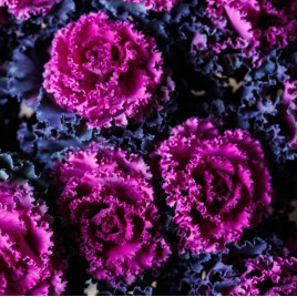 Крейн Раффл F1 red семена капусты декоративной 60-90см (Takii Seeds)