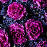 Крейн Раффл F1 red семена капусты декоративной 60-90см (Takii Seeds)