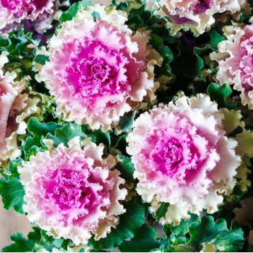 Крейн Раффл F1 rose насіння декоративної капусти 60-90см (Takii Seeds)