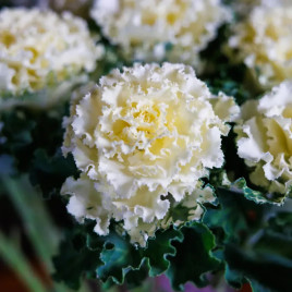 Крейн Раффл F1 white насіння капусти декоративної 60-90см (Takii Seeds)