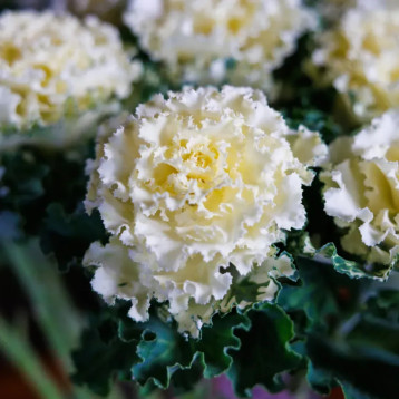 Крейн Раффл F1 white семена капусты декоративной 60-90см (Takii Seeds)