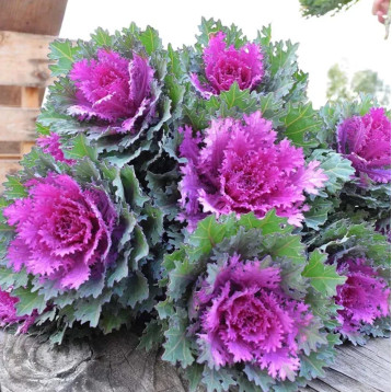 Крейн Фезе F1 queen насіння капусти декоративної 60-90см (Takii Seeds)