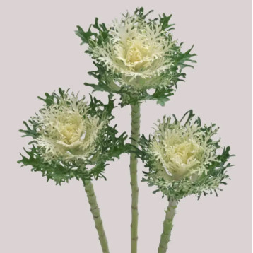 Крейн Фезе F1 snow насіння капусти декоративної 60-90см (Takii Seeds)