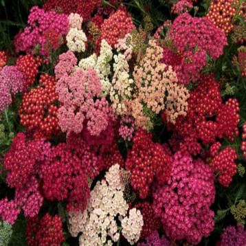 Саммер F2 berries насіння ахіллеї (деревія звичайного) 50-60 см (Takii Seed)