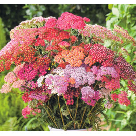 Саммер F2 pastels насіння ахіллеї (деревія звичайного) 50-60 см (Takii Seed)