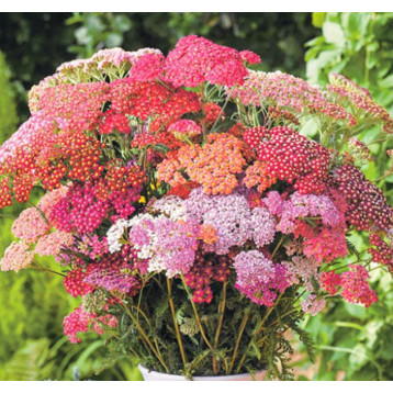 Саммер F2 pastels насіння ахіллеї (деревія звичайного) 50-60 см (Takii Seed)