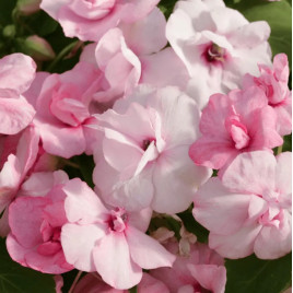 Атена F1 appleblossom насіння бальзаміну (Floranova)