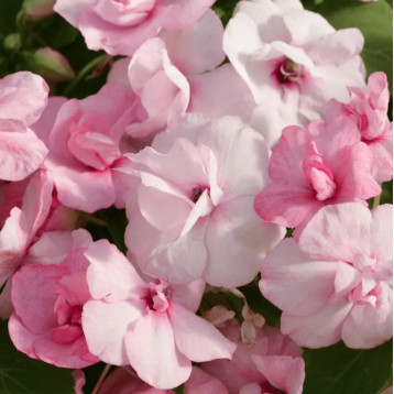 Атена F1 appleblossom насіння бальзаміну (Floranova)