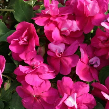 Атена F1 bright purple насіння бальзаміну (Floranova)