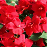 Атена F1 red семена бальзамина (Floranova)