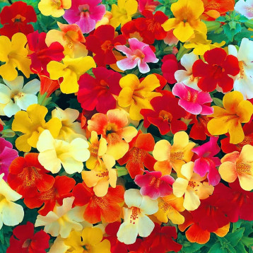 Максімус F1 mix насіння мімулюсу 20-30см (Floranova)