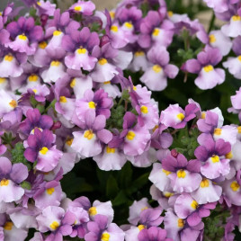 Претти Плиз F1 rose bicolor семена немезии 20-25см однол. (Floranova)