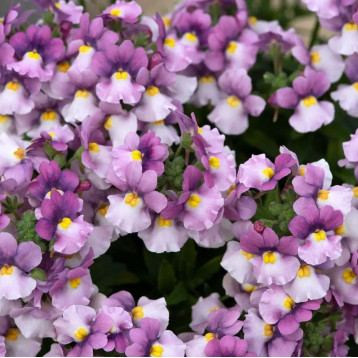 Претті Пліз F1 rose bicolor насіння немезії 20-25см однорічн. (Floranova)