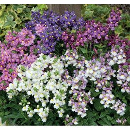 Севент Хевен F1 насіння немезії 20-30см однорічн. (Floranova)