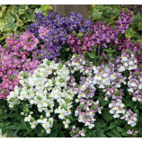 Севент Хевен F1 семена немезии 20-30см однол. (Floranova)