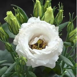 Джульєтта F1 білий (white) насіння еустоми махр. 15-25см (Takii Seeds)