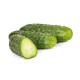 Концерт F1 (Konzert) семена огурца корнишона партенокарп (Rijk Zwaan)