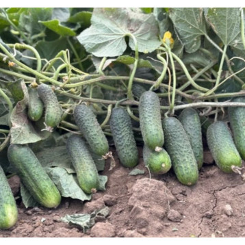 Концерт F1 (Konzert) насіння огірка корнішону партенокарп (Rijk Zwaan)