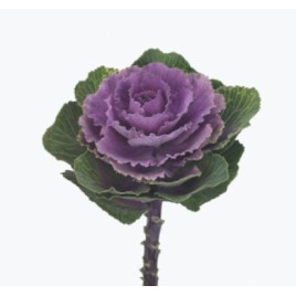 Крейн F1 ruby семена капусты декоративной (Takii Seeds)