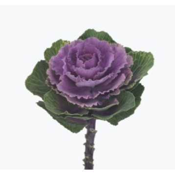 Крейн F1 ruby насіння декоративної капусти (Takii Seeds)