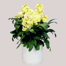 Синдерелла желтый (yellow) семена левкоя 20-25см (Takii Seeds)