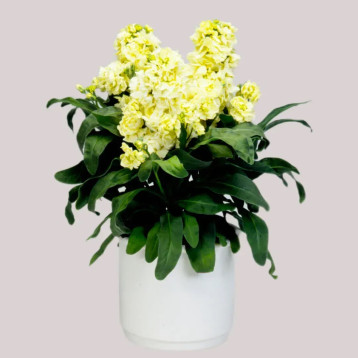 Сіндерелла жовтий (yellow) насіння левкою 20-25см (Takii Seeds)