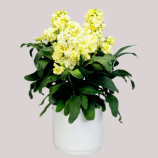 Синдерелла желтый (yellow) семена левкоя 20-25см (Takii Seeds)