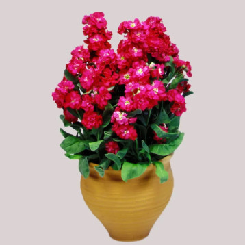 Синдерелла красный (red) семена левкоя 20-25см (Takii Seeds)