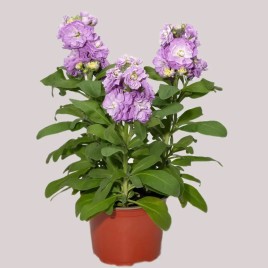 Сіндерелла lavender насіння левкоя 20-25см (Takii Seeds)