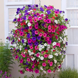 Опера Суприм F1 смесь (mix) семена петунии ампельной (Takii Seeds)