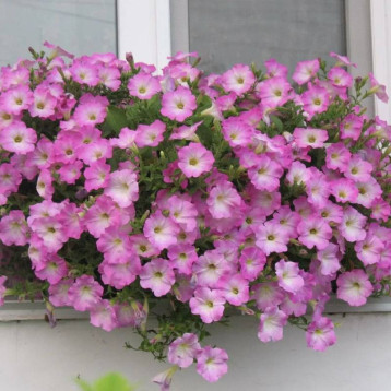 Опера Супрім F1 рожевий ранок (pink morn) насіння петунії ампельної (Takii Seeds)