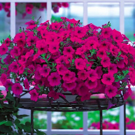 Опера Суприм F1 пурпурная (purple) семена петунии ампельной (Takii Seeds)