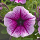 Опера Супрім F1 пурпурна з прожилками (purple vein) насіння петунії ампельної (Takii Seeds)