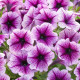 Опера Суприм F1 пурпурная с прожилками (purple vein) семена петунии ампельной (Takii Seeds)
