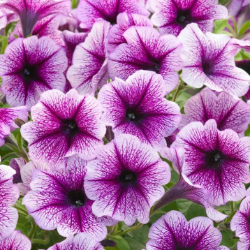 Опера Супрім F1 пурпурна з прожилками (purple vein) насіння петунії ампельної (Takii Seeds)