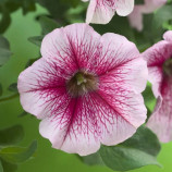 Опера Супрім F1 raspberry ice насіння петунії ампельної (Takii Seeds)