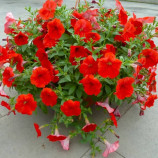 Опера Супрім F1 червона (red) насіння петунії ампельної (Takii Seeds)