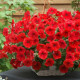 Опера Суприм F1 красная (red) семена петунии ампельной (Takii Seeds)