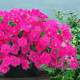 Опера Суприм F1 розовая (rose) семена петунии ампельной (Takii Seeds)